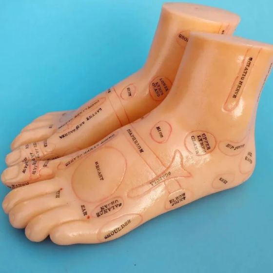 Foot Model (Pair) 18cm