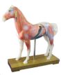 Animal Acupuncture Models - Horse