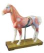 Animal Acupuncture Models - Horse