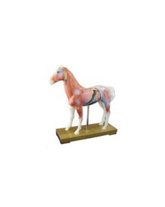 Animal Acupuncture Models - Horse