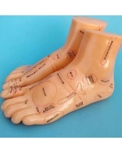 Foot Model (Pair) 18cm